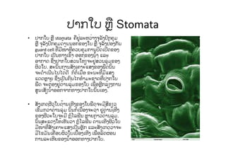 ປາກໃບ ຫຼື Stomata
• ປາກໃບ ຫຼື stomata ຄືຢູ່ລະຫວ່າງຈຸລັງປົກຄຸມ
ຫຼື ຈຸລັງປົກຄຸມດ້ານນອກຂອງໃບ ຫຼື ຈຸລັງປ້ອງກັນ
guard cell ທີ່ມີໜ້າທີ່ຄວບຄຸມການປິດເປີດຂອງ
ປາກໃບ ເປັນທາງເຂົ້າ ອອກຂອງນໍ້າ ແລະ
ອາກາດ ຊື່ງປາກໃບສ່ວນໃຫ່ຽຈະຢູ່ສ່ວນລຸ່ມຂອງ
ຜິວໃບ. ສະນັ້ນການສັງເຄາະແສງຂອງພືດນັ້ນ
ຈະດໍາເນີນໄປໄດ້ດີ ກໍຕໍ່ເມື່ອ ຂະນະທີ່ມີແສງ
ແດດຫຼາຍ ຊື່ງເປັນກົນໄກທໍາມະຊາດທີ່ປາກໃບ
ພືດ ຈະຕ້ອງຢູ່ດ້ານລຸ່ມຂອງໃບ ເພື່ອຫຼີກລ້ຽງການ
ສູນເສັຽນໍ້າອອກຈາກທາງປາກໃບນັ້ນເອງ.
• ສັງເກດຜີວໃບດ້ານເທີງຂອງໃບພືດຈະມີສີຂຽວ
ເຂັ້ມກວ່າດ້ານລຸ່ມ ນັ້ນກໍ່ເນື່ອງຈະວ່າ ຢູດ້ານເທີ່ງ
ຂອງຜີວະໃບຈະມີ ກໍຼໂລຟີນ ຫຼາຍກ່າວດ້ານລຸ່ມ.
ນັ້ນສະແດງໃຫ້ເຫັນວ່າ ກໍຼໂລຟີນ ດ້ານເທີງຜິວໃບ
ມີໜ້າທີ່ສັງເຄາະແສງເປັນຫຼັກ ແລະສັງເກດວ່າຈະ
ມີໄຂມັນເຄືອບຜິວໃບເບື້ອງເທີງ ເພື່ອລົດຜ່ອນ
ການລະເຫີຍຂອງນໍ້າອອກທາງປາກໃບ.
 