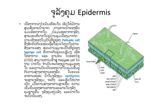 ຈຸລັງຄຸມ Epidermis
• ເນື່ອງຈາກວ່າໄຂມັນເຄືອບໃບ ເຮັດໃຫ້ມີການ
ສູນເສັຽອາຍນໍ້າຍາກ; ການຄາຍນໍ້າຂອງພືດ
ແມ່ນອອກຈາກໃບ ບໍ່ແມ່ນອອກຈາກຈຸລັງ.
ສາຍເຫດທີ່ປາກໃບຢູ່ດ້ານລຸ່ມເນື່ອງມາຈາກ
ດ້ານເທີງຂອງໃບເປັນທີ່ຢູ່ຂອງ Palisade cell
ຊື່ງອັດຕົວກັນແໜ້ນເພື່ອໃຊ້ປະໂຫຽດໃນການ
ສັງເຄາະແສງ ສ່ວນດ້ານລຸ່ມຈະເປັນທີ່ຢູ່ຂອງ
Sponge cell ທີ່ເກາະກັນຢູ່ແບບຫຼົມໆ ເພື່ອ
ໃຫ້ອາກາດ ແລະ ຄາບອນ ໄດອ໊ອກໄຊ
(CO2) ສາມາດຜ່ານເຂົ້າສູ່ Palisade cell ໄດ້
ງ່າຍ ປາກໃບ ຈໍາເປັນຈະຕ້ອງຢູ່ດ້ານລຸ່ມຂອງ
ໃບ ແລະການປິດເປີດຂອງປາກໃບແມ່ນຂື້ນຢູ່
ກັບການສ້າງອາຫານຂອງພືດ ໃນຂະນະ
ອາຫານໜ້ອຍ ນໍ້າໃນຈຸລັງຄຸມ epidermis
ຈະຫຼາຍຈຸລັງຄຸມ ຈະຕຶງ ແລະເຮັດໃຫ້ປາກ
ເປີດ ເມື່ອການສ້າງອາຫານຫຼາຍຂື້ນ ຄວາມ
ເຂັ້ມຂົ້ນຂອງສານອາຫານລະລາຍໃນຈຸລັງ
ຄຸມຫຼາຍຂື້ນ ຈຸລັງຄຸມຫ່ຽວລົງ ແລະປາກໃບ
ຈະປິດນັ້ນເອງ.
 