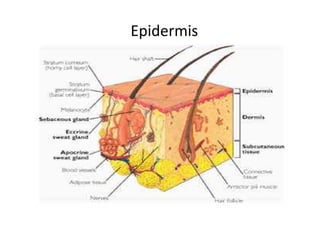 Epidermis
 