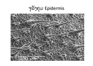 ຈຸລັງຄຸມ Epidermis
 