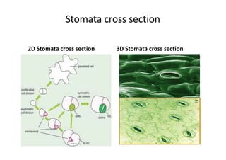 Stomata cross section
2D Stomata cross section 3D Stomata cross section
 