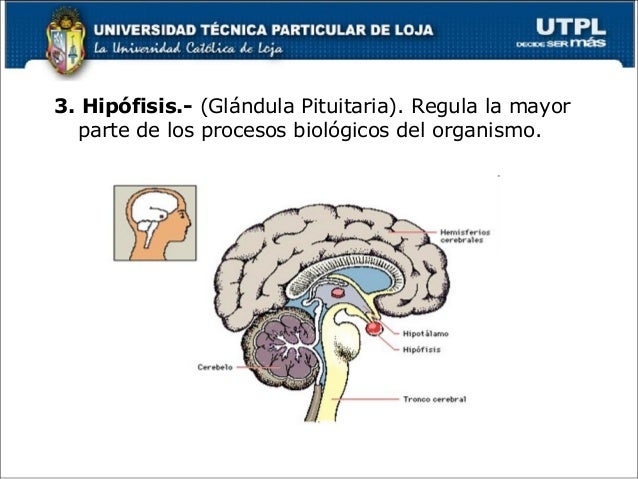 La lista de todas las vitaminas para el crecimiento de los cabello en la farmacia
