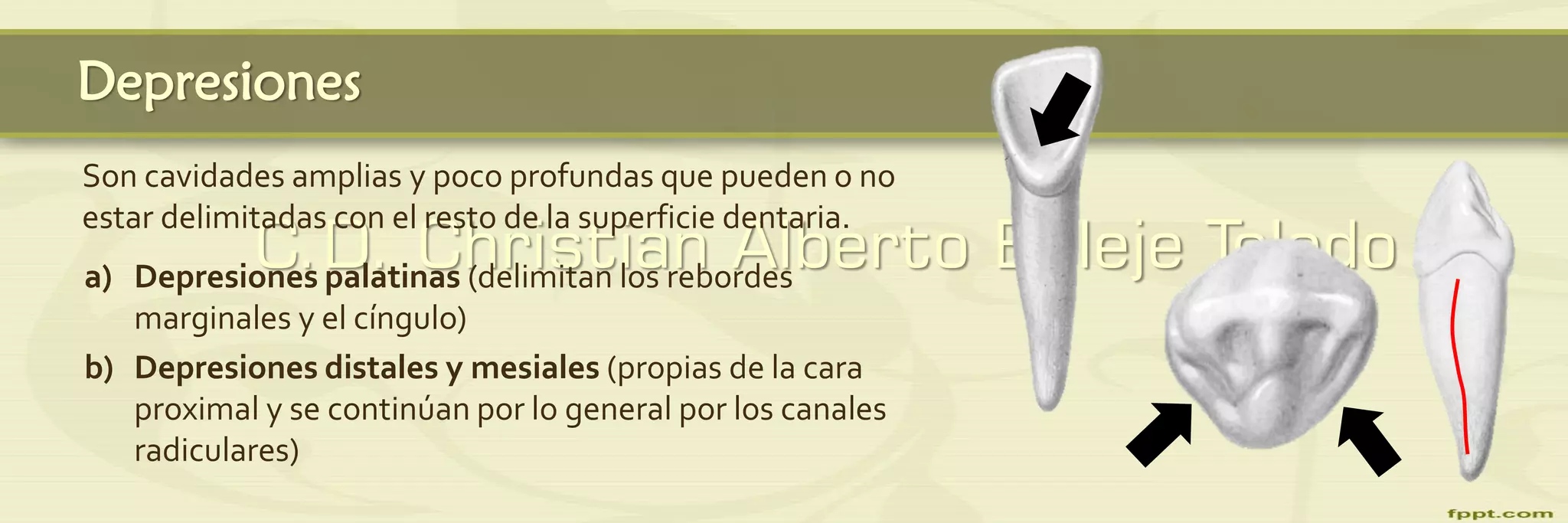 Anatomía dental y oclusión / 1er unidad / 2da clase: Elementos