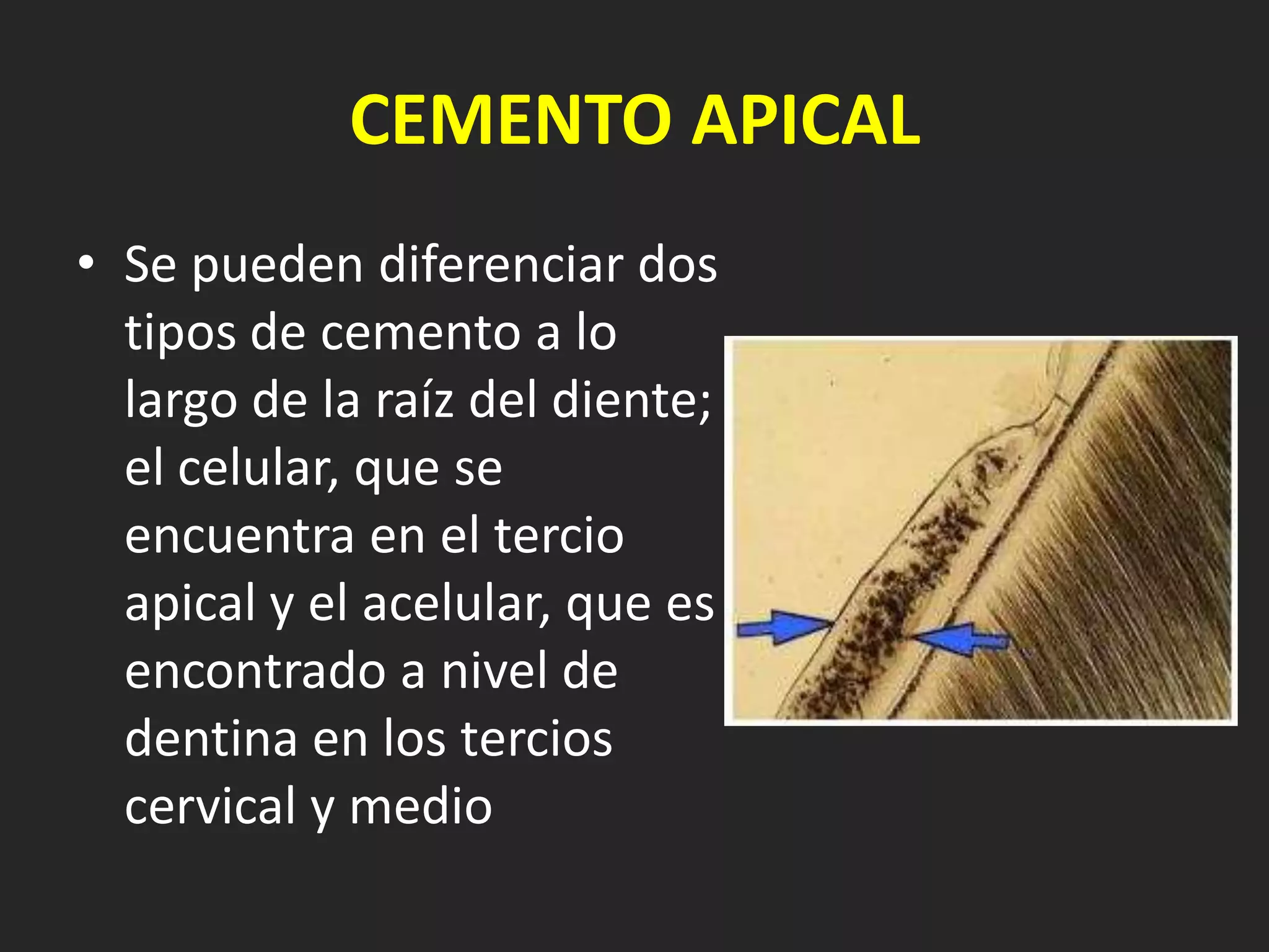 CEMENTO APICAL
• Se pueden diferenciar dos
  tipos de cemento a lo
  largo de la raíz del diente;
  el celular, que se
  encuentra en el tercio
  apical y el acelular, que es
  encontrado a nivel de
  dentina en los tercios
  cervical y medio
 