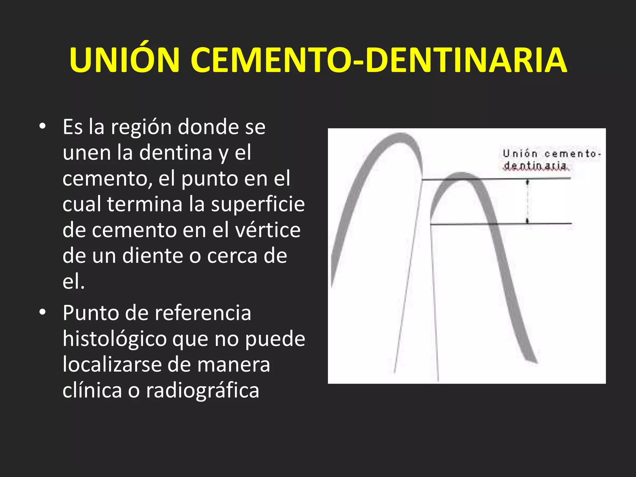 UNIÓN CEMENTO-DENTINARIA
• Es la región donde se
  unen la dentina y el
  cemento, el punto en el
  cual termina la superficie
  de cemento en el vértice
  de un diente o cerca de
  el.
• Punto de referencia
  histológico que no puede
  localizarse de manera
  clínica o radiográfica
 
