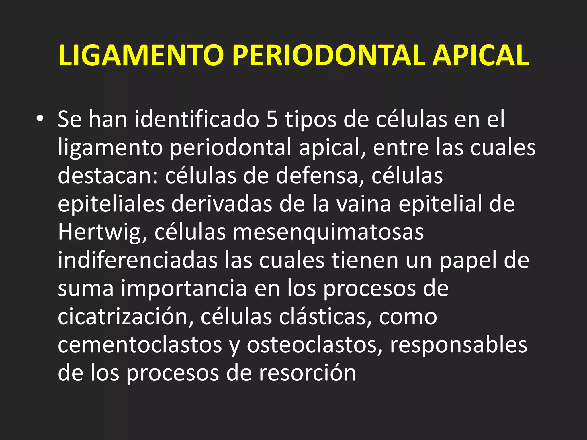 LIGAMENTO PERIODONTAL APICAL
• Se han identificado 5 tipos de células en el
  ligamento periodontal apical, entre las cuales
  destacan: células de defensa, células
  epiteliales derivadas de la vaina epitelial de
  Hertwig, células mesenquimatosas
  indiferenciadas las cuales tienen un papel de
  suma importancia en los procesos de
  cicatrización, células clásticas, como
  cementoclastos y osteoclastos, responsables
  de los procesos de resorción
 