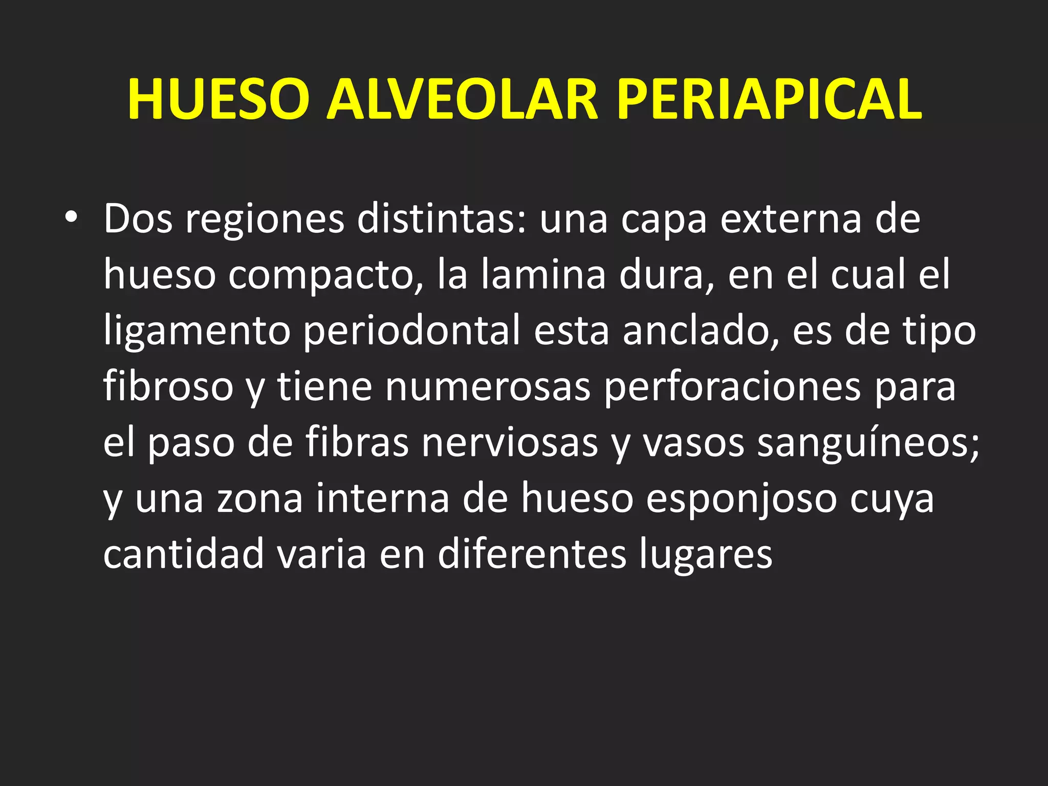 HUESO ALVEOLAR PERIAPICAL
• Dos regiones distintas: una capa externa de
  hueso compacto, la lamina dura, en el cual el
  ligamento periodontal esta anclado, es de tipo
  fibroso y tiene numerosas perforaciones para
  el paso de fibras nerviosas y vasos sanguíneos;
  y una zona interna de hueso esponjoso cuya
  cantidad varia en diferentes lugares
 