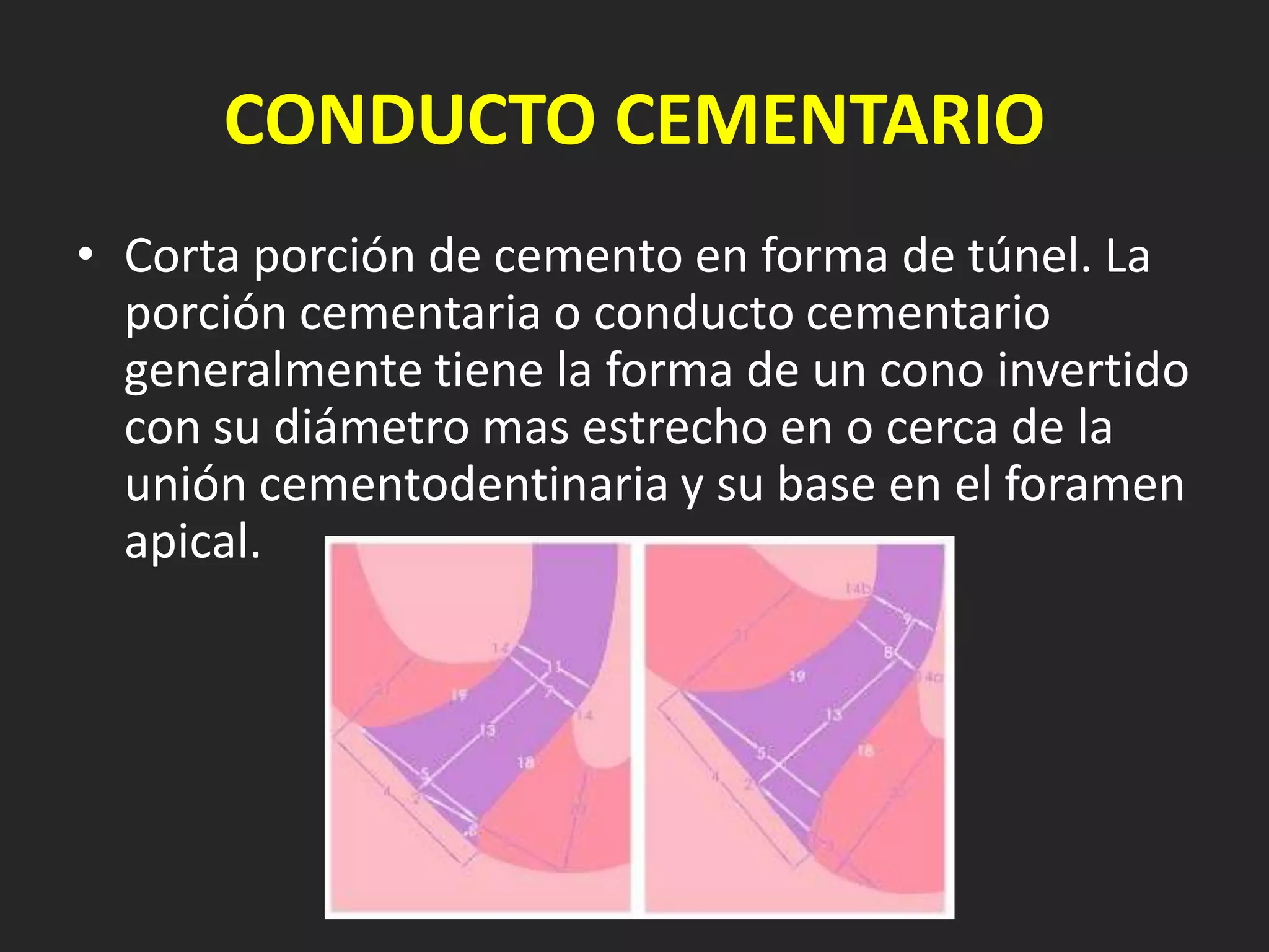CONDUCTO CEMENTARIO
• Corta porción de cemento en forma de túnel. La
  porción cementaria o conducto cementario
  generalmente tiene la forma de un cono invertido
  con su diámetro mas estrecho en o cerca de la
  unión cementodentinaria y su base en el foramen
  apical.
 