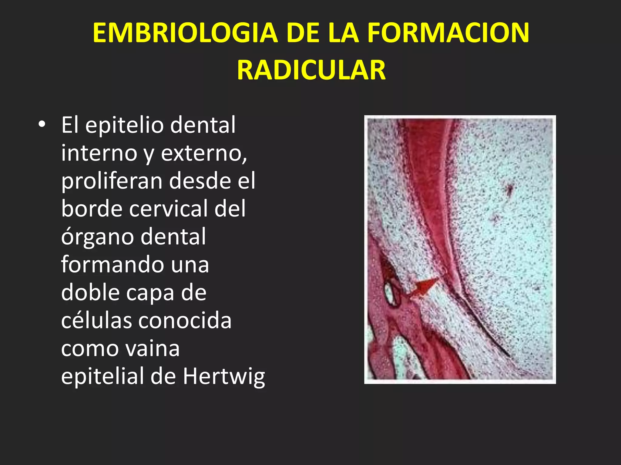 EMBRIOLOGIA DE LA FORMACION
             RADICULAR
• El epitelio dental
  interno y externo,
  proliferan desde el
  borde cervical del
  órgano dental
  formando una
  doble capa de
  células conocida
  como vaina
  epitelial de Hertwig
 