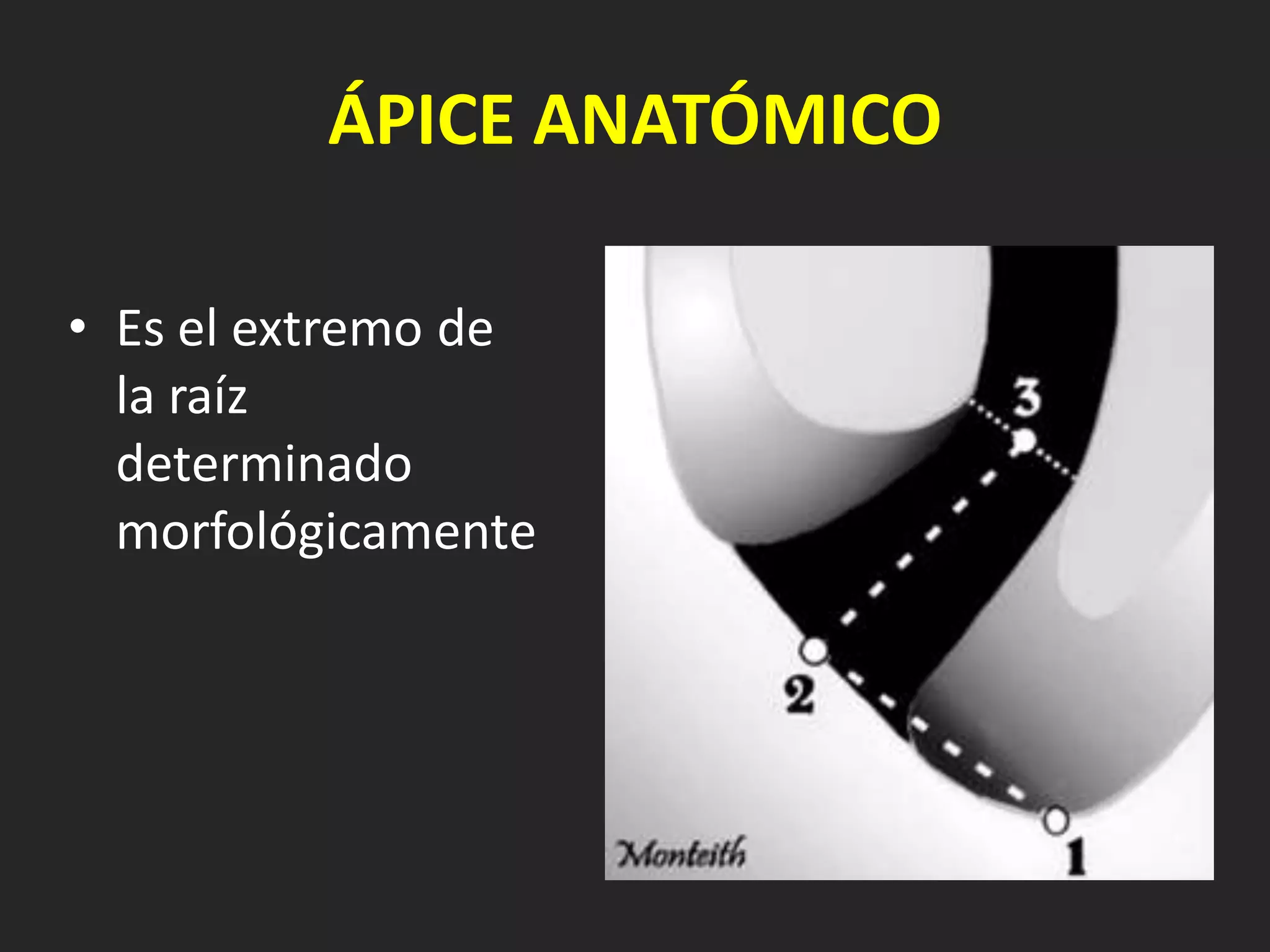 ÁPICE ANATÓMICO

• Es el extremo de
  la raíz
  determinado
  morfológicamente
 