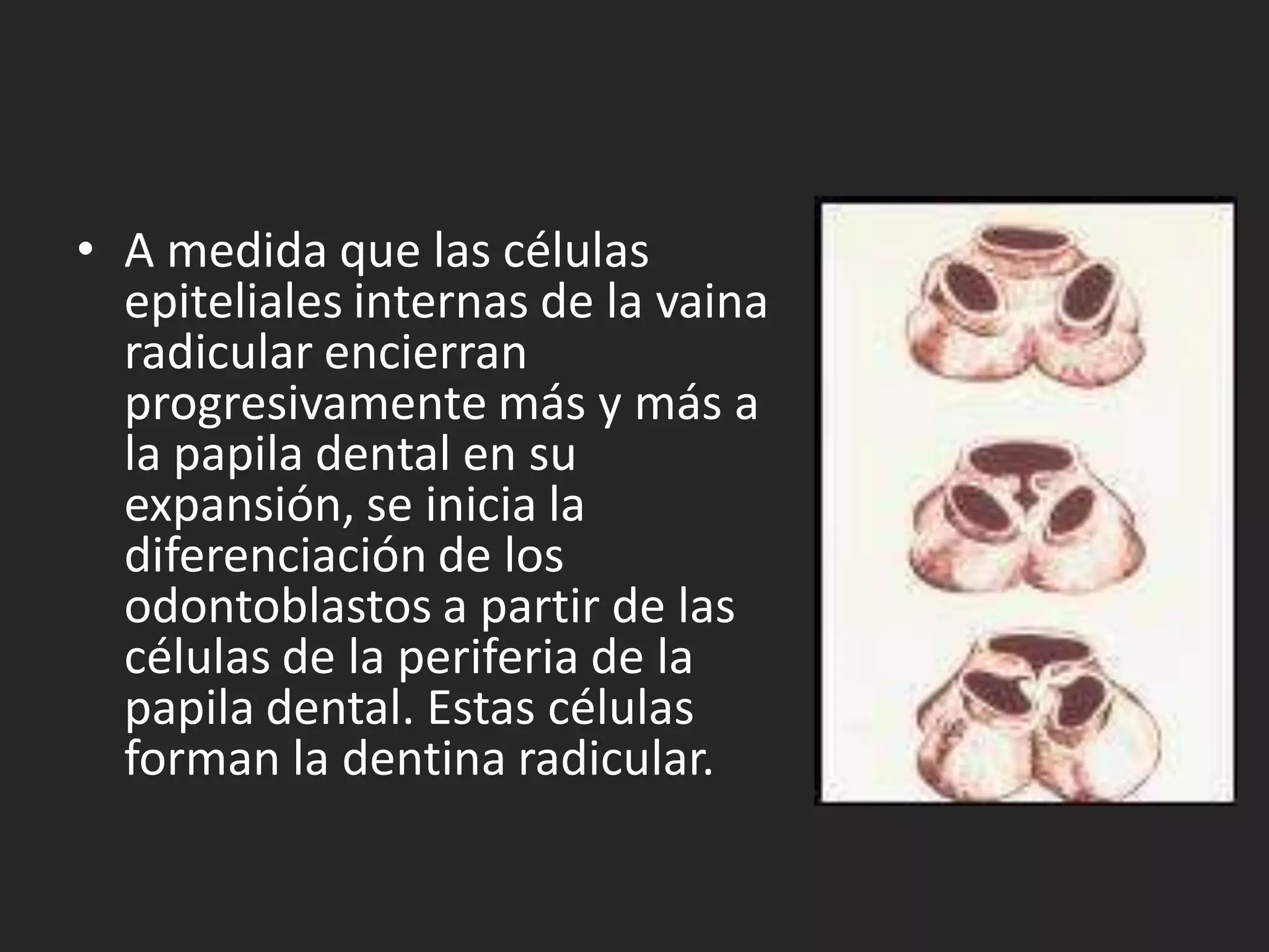 • A medida que las células
  epiteliales internas de la vaina
  radicular encierran
  progresivamente más y más a
  la papila dental en su
  expansión, se inicia la
  diferenciación de los
  odontoblastos a partir de las
  células de la periferia de la
  papila dental. Estas células
  forman la dentina radicular.
 