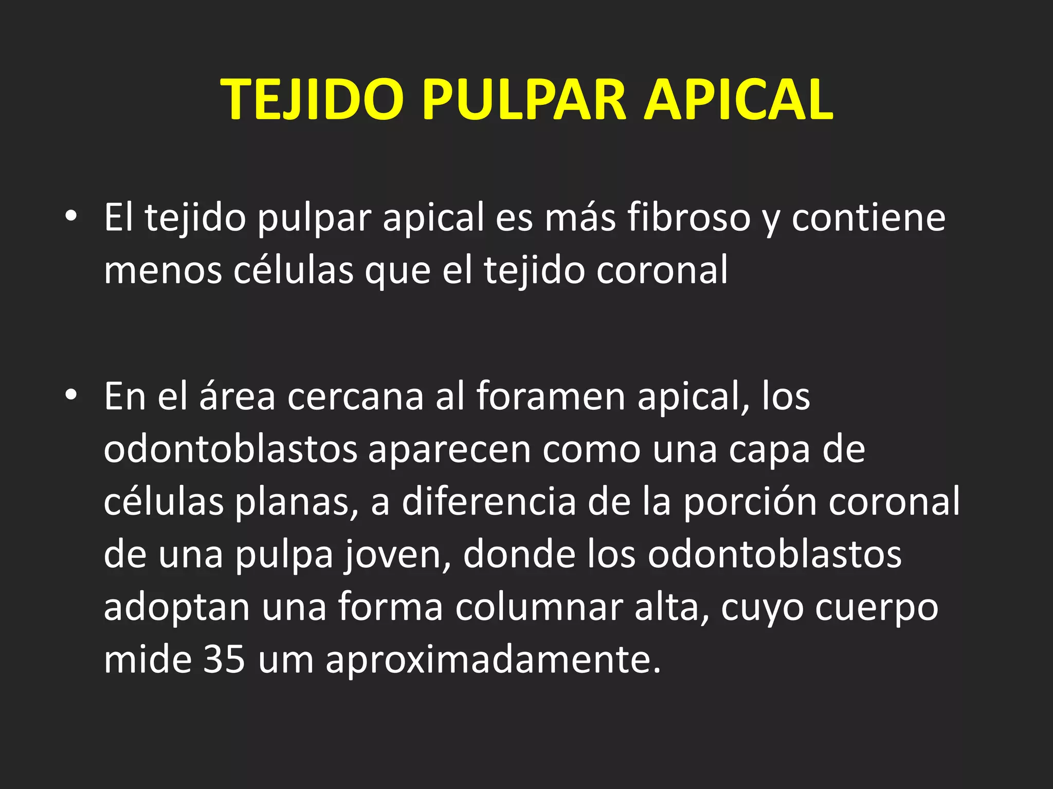 TEJIDO PULPAR APICAL
• El tejido pulpar apical es más fibroso y contiene
  menos células que el tejido coronal

• En el área cercana al foramen apical, los
  odontoblastos aparecen como una capa de
  células planas, a diferencia de la porción coronal
  de una pulpa joven, donde los odontoblastos
  adoptan una forma columnar alta, cuyo cuerpo
  mide 35 um aproximadamente.
 