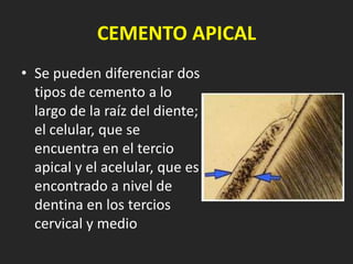 CEMENTO APICAL
• Se pueden diferenciar dos
  tipos de cemento a lo
  largo de la raíz del diente;
  el celular, que se
  encuentra en el tercio
  apical y el acelular, que es
  encontrado a nivel de
  dentina en los tercios
  cervical y medio
 