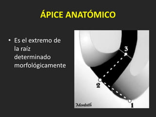 ÁPICE ANATÓMICO

• Es el extremo de
  la raíz
  determinado
  morfológicamente
 