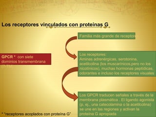 Acción de proteína G
 