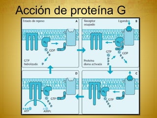 Regulación del receptor
Las respuestas mediadas
por proteínas G a los
fármacos y agonistas
hormonales
se atenúan con el
ti...