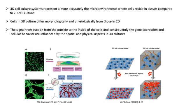 2D & 3D cell cultures | PPTX | Biological Sciences | Science