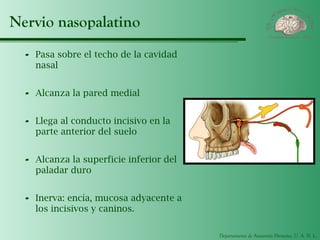 Departamento de Anatomía Humana, U. A. N. L.
Nervio nasopalatino
- Pasa sobre el techo de la cavidad
nasal
- Alcanza la pared medial
- Llega al conducto incisivo en la
parte anterior del suelo
- Alcanza la superficie inferior del
paladar duro
- Inerva: encía, mucosa adyacente a
los incisivos y caninos.
 