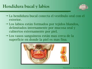 Departamento de Anatomía Humana, U. A. N. L.
Hendidura bucal y labios
 La hendidura bucal conecta el vestíbulo oral con el
exterior.
 Los labios están formados por tejidos blandos,
delimitados internamente por mucosa oral y
cubiertos externamente por piel.
 Los vasos sanguíneos están mas cerca de la
superficie en donde la piel es mas fina.
 