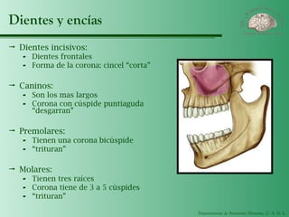 Departamento de Anatomía Humana, U. A. N. L.
Dientes y encías
 Dientes incisivos:
- Dientes frontales
- Forma de la corona: cincel “corta”
 Caninos:
- Son los mas largos
- Corona con cúspide puntiaguda
“desgarran”
 Premolares:
- Tienen una corona bicúspide
- “trituran”
 Molares:
- Tienen tres raíces
- Corona tiene de 3 a 5 cúspides
- “trituran”
 