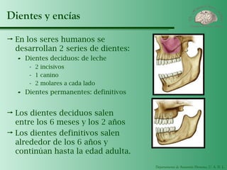 Departamento de Anatomía Humana, U. A. N. L.
Dientes y encías
 En los seres humanos se
desarrollan 2 series de dientes:
- Dientes deciduos: de leche
- 2 incisivos
- 1 canino
- 2 molares a cada lado
- Dientes permanentes: definitivos
 Los dientes deciduos salen
entre los 6 meses y los 2 años
 Los dientes definitivos salen
alrededor de los 6 años y
continúan hasta la edad adulta.
 