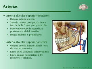 Departamento de Anatomía Humana, U. A. N. L.
Arterias
 Arteria alveolar superior posterior:
- Origen: arteria maxilar
- Sale de la fosa pterigopalatina a
través de la fisura pterigomaxilar
- Desciende sobre la superficie
posterolateral del maxilar.
- Irriga: molares y premolares
 Arteria alveolar superior anterior
- Origen: arteria infraorbitaria rama
de la arteria maxilar
- Entra en el conducto infraorbitario
- Emite ramas para irrigar a los
incisivos y caninos.
 