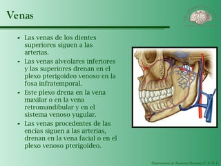 Departamento de Anatomía Humana, U. A. N. L.
Venas
- Las venas de los dientes
superiores siguen a las
arterias.
- Las venas alveolares inferiores
y las superiores drenan en el
plexo pterigoideo venoso en la
fosa infratemporal.
- Este plexo drena en la vena
maxilar o en la vena
retromandibular y en el
sistema venoso yugular.
- Las venas procedentes de las
encías siguen a las arterias,
drenan en la vena facial o en el
plexo venoso pterigoideo.
 