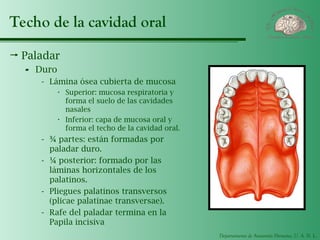 Departamento de Anatomía Humana, U. A. N. L.
Techo de la cavidad oral
 Paladar
- Duro
- Lámina ósea cubierta de mucosa
· Superior: mucosa respiratoria y
forma el suelo de las cavidades
nasales
· Inferior: capa de mucosa oral y
forma el techo de la cavidad oral.
- ¾ partes: están formadas por
paladar duro.
- ¼ posterior: formado por las
láminas horizontales de los
palatinos.
- Pliegues palatinos transversos
(plicae palatinae transversae).
- Rafe del paladar termina en la
Papila incisiva
 