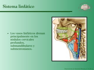 Departamento de Anatomía Humana, U. A. N. L.
Sistema linfático
- Los vasos linfáticos drenan
principalmente en los
nódulos cervicales
profundos,
submandibulares y
submentonianos.
 