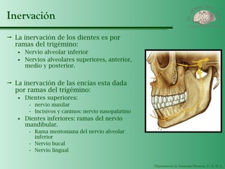 Departamento de Anatomía Humana, U. A. N. L.
Inervación
 La inervación de los dientes es por
ramas del trigémino:
- Nervio alveolar inferior
- Nervios alveolares superiores, anterior,
medio y posterior.
 La inervación de las encías esta dada
por ramas del trigémino:
- Dientes superiores:
- nervio maxilar
- Incisivos y caninos: nervio nasopalatino
- Dientes inferiores: ramas del nervio
mandibular.
- Rama mentoniana del nervio alveolar
inferior
- Nervio bucal
- Nervio lingual
 