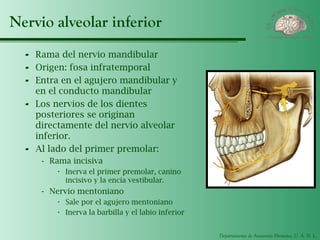 Departamento de Anatomía Humana, U. A. N. L.
Nervio alveolar inferior
- Rama del nervio mandibular
- Origen: fosa infratemporal
- Entra en el agujero mandibular y
en el conducto mandibular
- Los nervios de los dientes
posteriores se originan
directamente del nervio alveolar
inferior.
- Al lado del primer premolar:
- Rama incisiva
· Inerva el primer premolar, canino
incisivo y la encía vestibular.
- Nervio mentoniano
· Sale por el agujero mentoniano
· Inerva la barbilla y el labio inferior
 