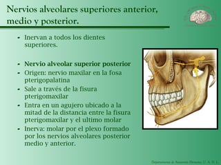 Departamento de Anatomía Humana, U. A. N. L.
Nervios alveolares superiores anterior,
medio y posterior.
- Inervan a todos los dientes
superiores.
- Nervio alveolar superior posterior
- Origen: nervio maxilar en la fosa
pterigopalatina
- Sale a través de la fisura
pterigomaxilar
- Entra en un agujero ubicado a la
mitad de la distancia entre la fisura
pterigomaxilar y el ultimo molar
- Inerva: molar por el plexo formado
por los nervios alveolares posterior
medio y anterior.
 