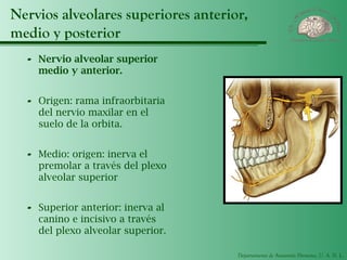 Departamento de Anatomía Humana, U. A. N. L.
Nervios alveolares superiores anterior,
medio y posterior
- Nervio alveolar superior
medio y anterior.
- Origen: rama infraorbitaria
del nervio maxilar en el
suelo de la orbita.
- Medio: origen: inerva el
premolar a través del plexo
alveolar superior
- Superior anterior: inerva al
canino e incisivo a través
del plexo alveolar superior.
 
