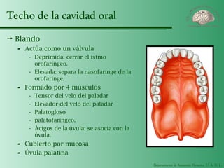 Departamento de Anatomía Humana, U. A. N. L.
Techo de la cavidad oral
 Blando
- Actúa como un válvula
- Deprimida: cerrar el istmo
orofaríngeo.
- Elevada: separa la nasofaringe de la
orofaringe.
- Formado por 4 músculos
- Tensor del velo del paladar
- Elevador del velo del paladar
- Palatogloso
- palatofaríngeo.
- Ácigos de la úvula: se asocia con la
úvula.
- Cubierto por mucosa
- Úvula palatina
 
