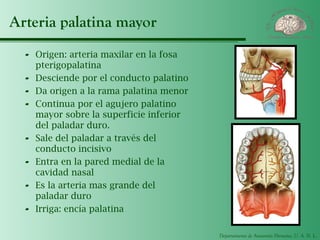 Departamento de Anatomía Humana, U. A. N. L.
Arteria palatina mayor
- Origen: arteria maxilar en la fosa
pterigopalatina
- Desciende por el conducto palatino
- Da origen a la rama palatina menor
- Continua por el agujero palatino
mayor sobre la superficie inferior
del paladar duro.
- Sale del paladar a través del
conducto incisivo
- Entra en la pared medial de la
cavidad nasal
- Es la arteria mas grande del
paladar duro
- Irriga: encía palatina
 