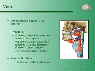Departamento de Anatomía Humana, U. A. N. L.
Venas
- Generalmente siguen a las
arterias
- Drenan en:
- el plexo pterigoideo venoso en
la fosa infratemporal
- Red de venas asociadas con la
amígdala palatina, drenan en
el plexo faríngeo venoso
- Directamente en la vena facial
- Sistema linfático:
- Nódulos cervicales profundos.
 