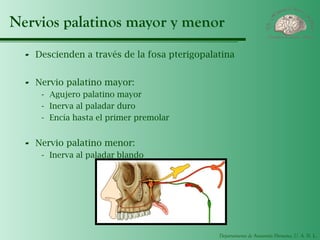 Departamento de Anatomía Humana, U. A. N. L.
Nervios palatinos mayor y menor
- Descienden a través de la fosa pterigopalatina
- Nervio palatino mayor:
- Agujero palatino mayor
- Inerva al paladar duro
- Encía hasta el primer premolar
- Nervio palatino menor:
- Inerva al paladar blando
 