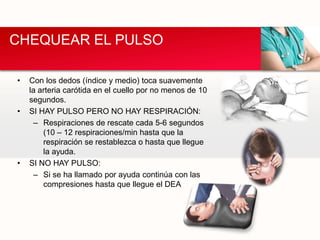 • Con los dedos (índice y medio) toca suavemente
la arteria carótida en el cuello por no menos de 10
segundos.
• SI HAY PULSO PERO NO HAY RESPIRACIÓN:
– Respiraciones de rescate cada 5-6 segundos
(10 – 12 respiraciones/min hasta que la
respiración se restablezca o hasta que llegue
la ayuda.
• SI NO HAY PULSO:
– Si se ha llamado por ayuda continúa con las
compresiones hasta que llegue el DEA
CHEQUEAR EL PULSO
 