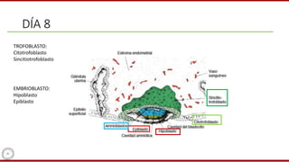 DÍA 8
TROFOBLASTO:
Citotrofoblasto
Sincitiotrofoblasto
EMBRIOBLASTO:
Hipoblasto
Epiblasto
 