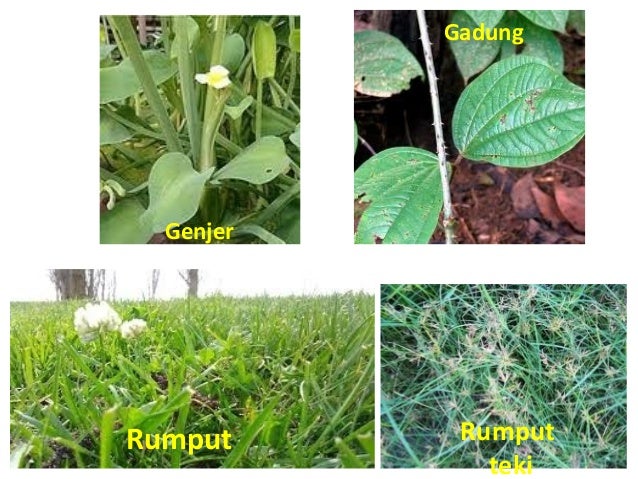 Botani 2 Daun Tunggal