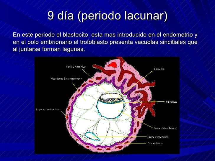 Resultado de imagen para PERIODO LACUNAR