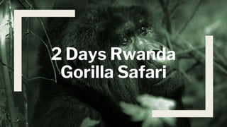 2 Days Rwanda
Gorilla Safari
 