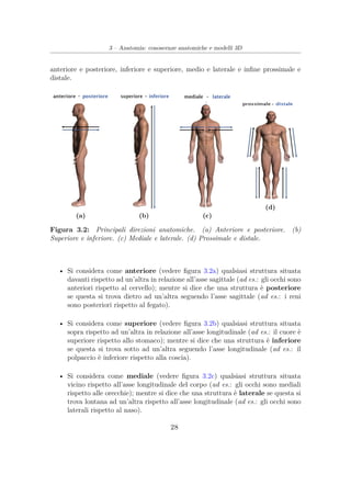 3 – Anatomia: conoscenze anatomiche e modelli 3D
anteriore e posteriore, inferiore e superiore, medio e laterale e inﬁne prossimale e
distale.
(a) (b) (c)
(d)
Figura 3.2: Principali direzioni anatomiche. (a) Anteriore e posteriore. (b)
Superiore e inferiore. (c) Mediale e laterale. (d) Prossimale e distale.
• Si considera come anteriore (vedere ﬁgura 3.2a) qualsiasi struttura situata
davanti rispetto ad un’altra in relazione all’asse sagittale (ad es.: gli occhi sono
anteriori rispetto al cervello); mentre si dice che una struttura è posteriore
se questa si trova dietro ad un’altra seguendo l’asse sagittale (ad es.: i reni
sono posteriori rispetto al fegato).
• Si considera come superiore (vedere ﬁgura 3.2b) qualsiasi struttura situata
sopra rispetto ad un’altra in relazione all’asse longitudinale (ad es.: il cuore è
superiore rispetto allo stomaco); mentre si dice che una struttura è inferiore
se questa si trova sotto ad un’altra seguendo l’asse longitudinale (ad es.: il
polpaccio è inferiore rispetto alla coscia).
• Si considera come mediale (vedere ﬁgura 3.2c) qualsiasi struttura situata
vicino rispetto all’asse longitudinale del corpo (ad es.: gli occhi sono mediali
rispetto alle orecchie); mentre si dice che una struttura è laterale se questa si
trova lontana ad un’altra rispetto all’asse longitudinale (ad es.: gli occhi sono
laterali rispetto al naso).
28
 
