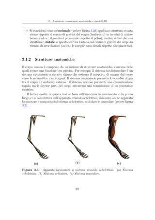 3 – Anatomia: conoscenze anatomiche e modelli 3D
• Si considera come prossimale (vedere ﬁgura 3.2d) qualsiasi struttura situata
vicino rispetto al centro di gravità del corpo (baricentro) in termini di artico-
lazioni (ad es.: il gomito è prossimale rispetto al polso); mentre si dice che una
struttura è distale se questa si trova lontana dal centro di gravità del corpo in
termini di articolazioni (ad es.: le caviglie sono distali rispetto alle ginocchia).
3.1.2 Strutture anatomiche
Il corpo umano è composto da un insieme di strutture anatomiche, ciascuna delle
quali avente una funzione ben precisa. Per esempio il sistema cardiovascolare è un
sistema circolatorio a circuito chiuso che assicura il trasporto di sangue dal cuore
verso le estremità e i vari organi. Il sistema respiratorio permette lo scambio di gas
tra il corpo e l’ambiente esterno. Il sistema nervoso permette una comunicazione
rapida tra le diverse parti del corpo attraverso una trasmissione di un potenziale
elettrico.
Il lavoro svolto in questa tesi si basa sull’anatomia in movimento e in primo
luogo ci si concentrerà sull’apparato muscolo-scheletrico, chiamato anche apparato
locomotore e composto dal sistema scheletrico, articolare e muscolare (vedere ﬁgura
3.3).
(a) (b) (c)
Figura 3.3: Apparato locomotore o sistema muscolo scheletrico. (a) Sistema
scheletrico. (b) Sistema articolare. (c) Sistema muscolare.
29
 