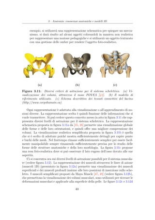 3 – Anatomia: conoscenze anatomiche e modelli 3D
esempio, si utilizzerà una rappresentazione schematica per spiegare un mecca-
nismo, si darà risalto ad alcuni oggetti colorandoli in maniera non realistica
per rappresentare una nozione pedagogiche e si utilizzerà un oggetto texturato
con una gestione delle ombre per rendere l’oggetto foto-realistico.
(a) (b) (c)
Figura 3.11: Diversi criteri di astrazione per il sistema scheletrico. (a) Vi-
sualizzazione dei volumi, attraverso il mooc FOVEA [45]. (b) Il modello di
riferimento utilizzato. (c) Schema descrittivo dei tessuti connettivi del bacino
(http://www.corpshumain.ca).
Ogni rappresentazione è adattata alla visualizzazione o all’apprendimento di no-
zioni diverse. La rappresentazione scelta è quindi funzione delle informazioni che si
vuole trasmettere. Si può vedere questo concetto messo in atto in ﬁgura 3.11 che rap-
presenta diversi livelli di astrazione per il sistema scheletrico. La rappresentazione
schematica proposta in ﬁgura 3.11a da [45, 46] permette una visualizzazione globale
delle forme e delle loro orientazioni, e quindi oﬀre una migliore comprensione dei
volumi. La visualizzazione realistica sempliﬁcata proposta in ﬁgura 3.11b è quella
che si è scelto di adottare poiché mostra suﬃcientemente dettagli per capire punte
e buchi delle mesh. Nel frattempo rimane suﬃcientemente semplice per essere facil-
mente manipolabile sempre rimanendo suﬃcientemente precisa per lo studio delle
forme delle strutture anatomiche e della loro morfologia. La ﬁgura 3.11c propone
una resa foto-realistica dove si può osservare il lato rugoso dell’osso dovuto alle sue
asperità.
Ci si concentra ora sui diversi livelli di astrazione possibili per il sistema muscola-
re (vedere ﬁgura 3.12). La rappresentazione dei muscoli attraverso le linee di azione
(muscoli 1D) (presentato in ﬁgura 3.12a) permette una visualizzazione dei muscoli
superﬁciali e dei muscoli profondi insieme alle loro posizioni di inserzione sullo sche-
letro. I muscoli sempliﬁcati proposti da Maya Muscle [47, 48] (vedere ﬁgura 3.12b),
che permettono la visualizzazione dei volumi muscolari, sono utilizzati per ricreare le
deformazioni muscolari e applicarle alla superﬁcie della pelle. Le ﬁgure 3.12c e 3.12d
40
 