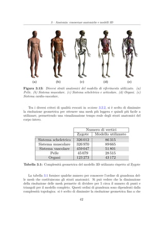 3 – Anatomia: conoscenze anatomiche e modelli 3D
(a) (b) (c) (d) (e)
Figura 3.13: Diversi strati anatomici del modello di riferimento utilizzato. (a)
Pelle. (b) Sistema muscolare. (c) Sistema scheletrico e articolare. (d) Organi. (e)
Sistema cardio-vascolare.
Tra i diversi criteri di qualità evocati in sezione 3.2.2, si è scelto di diminuire
la risoluzione geometrica per ottenere una mesh più leggera e quindi più facile a
utilizzare, permettendo una visualizzazione tempo reale degli strati anatomici del
corpo intero.
Numero di vertici
Zygote Modello utilizzato
Sistema scheletrico 326 012 86 315
Sistema muscolare 326 970 89 665
Sistema vascolare 459 047 51 801
Pelle 45 079 28 515
Organi 123 273 43 172
Tabella 3.1: Complessità geometrica del modello 3D utilizzato rispetto al Zygote
La tabella 3.1 fornisce qualche numero per conoscere l’ordine di grandezza del-
le mesh che costituiscono gli strati anatomici. Si può vedere che la diminuzione
della risoluzione delle mesh permette di dividere per 5 circa il numero di punti e
triangoli per il modello completo. Questi ordini di grandezza sono dipendenti dalla
complessità topologica: si è scelto di diminuire la risoluzione geometrica ﬁno a che
42
 