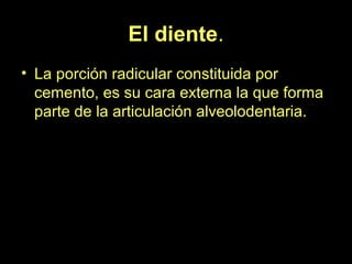 El diente.
• La porción radicular constituida por
cemento, es su cara externa la que forma
parte de la articulación alveolodentaria.
 