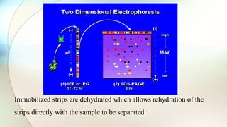 Immobilized strips are dehydrated which allows rehydration of the
strips directly with the sample to be separated.
 