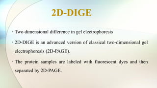 • Two dimensional difference in gel electrophoresis
• 2D-DIGE is an advanced version of classical two-dimensional gel
electrophoresis (2D-PAGE).
• The protein samples are labeled with fluorescent dyes and then
separated by 2D-PAGE.
2D-DIGE
 