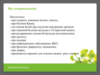 Вяз американский 
Применение: 
- при гастрите, язвенном колите, изжоге; 
- при болезни Крона; 
- для снятия болей при опухолях внутренних органов; 
- при язвенной болезни желудка и 12-перстной кишки; 
- при раздражении слизистой желудка или кишечника; 
- при цистите; 
- при подагре; 
- при инфекционных заболеваниях ЖКТ; 
- при бронхите, фарингите, пневмонии; 
- при диарее; 
- применяется наружно для лечения свежих ран и ожогов 
 